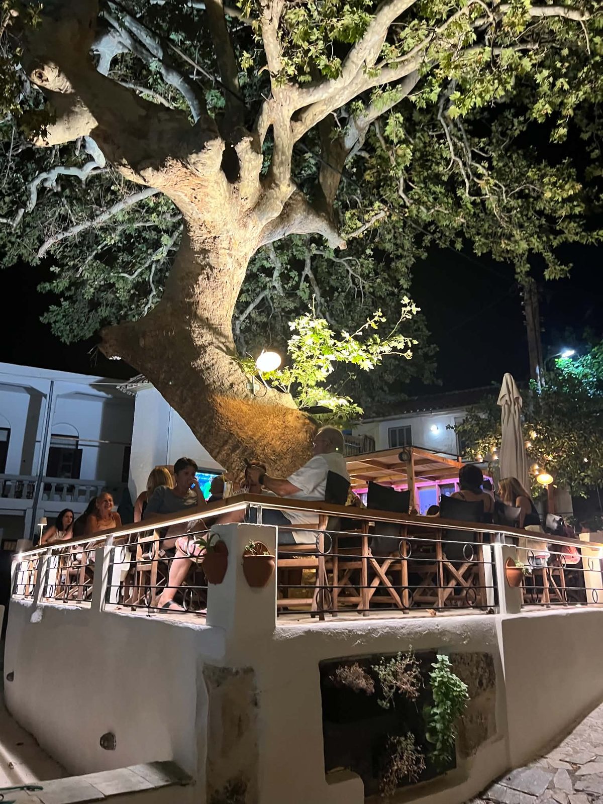 The plane tree at night
